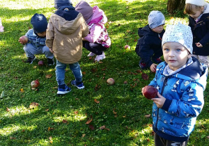 Dzieci z grupy "Motylków" zbierają jabłka w przedszkolnym ogrodzie.