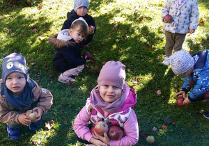 Dzieci z grupy "Motylków" zbierają jabłka w przedszkolnym ogrodzie.