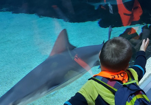 chłopiec próbuje przez szybę zmierzyć długość rekina za pomocą swoich rąk