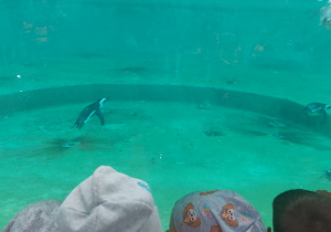 dzieci oglądają pływające pingwiny podczas karmienia
