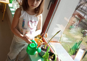 Dziewczynka z Kaczuszek pielęgnuje klasowy ogródek.