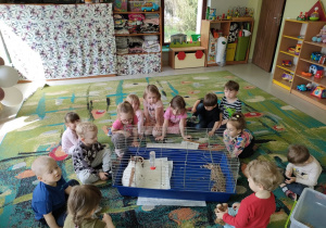Dzieci z grupy Motylków podczas spotkania ze zwierzątkiem domowym-królikiem.