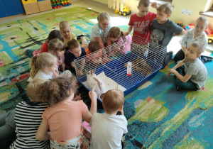 Dzieci z grupy Skrzatów podczas spotkania ze zwierzątkiem domowym-królikiem.