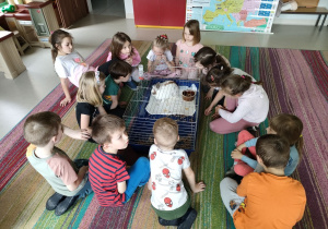 Dzieci z grupy Kaczuszek w trakcie spotkania ze zwierzątkiem domowym-królikiem.