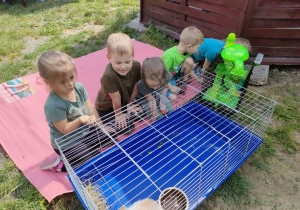 Kilkoro dzieci z Biedronek ogląda królika oraz chomika.