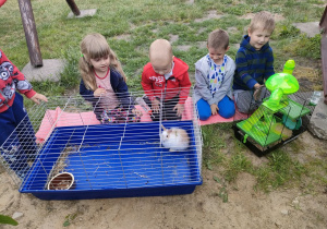 Kilkoro dzieci z grupy Pszczółek ogląda królika i chomika.