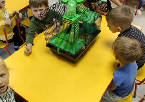 Kilkoro dzieci z "Motylków" przy stoliku ogląda chomika w klatce.