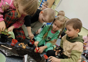 Karolinka, Leoś, Marcelinka oraz Kajtuś samodzielnie sadzą swoje cebulki w ozdobionych doniczkach.