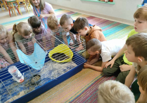 Dzieci z grupy "Skrzatów" oglądają szynszylę w klatce.