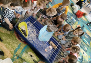 Dzieci z grupy "Żabek" oglądają szynszylę w klatce.