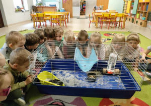 Dzieci z grupy "Motylków" oglądają szynszylę w klatce.