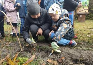 Dwóch chłopców kopie dołki w glebie, za pomocą łopatek.