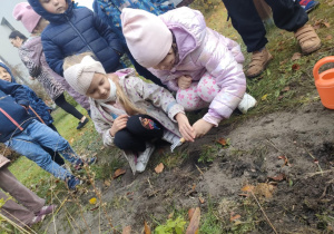 Dwie dziewczynki spulchniają lekko glebę, za pomocą małych grabi.