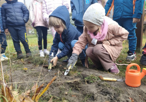 Dwie dziewczynki sadzą cebulki krokusów.