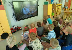 "Pszczółki" oglądają film edukacyjny nt. zwierząt domowych na ekranie multimedialnym.