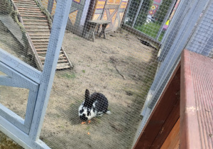 Odwiedziny u króliczków w zagrodzie na terenie "Malinowego Grodu" w Zgierzu.