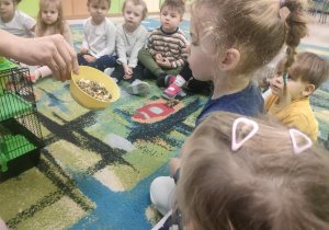 Oglądamy karmę dla chomików w miseczce.