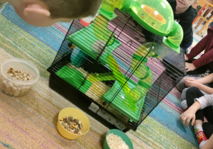 Oglądamy chomika w klatce.