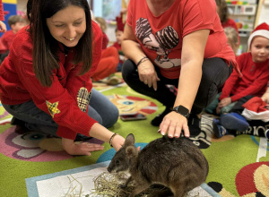 Obchody Mikołajek i spotkanie z kangurem.