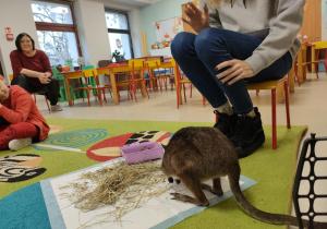 Spotkanie z pademelonem tasmańskim w grupie V.
