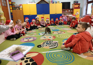 "Pszczółki" uważnie słuchają ciekawostek o kangurach, podczas gdy zwierzak ten skacze po dywanie.