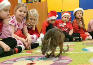 "Pszczółki" uważnie słuchają ciekawostek o kangurach, podczas gdy zwierzak ten skacze po dywanie.