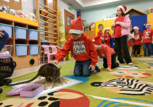 "Pszczółki" kolejno głaskają kangurka.