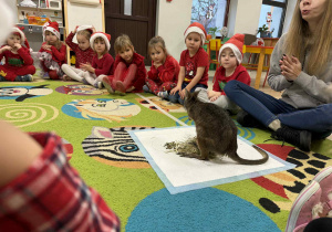 Spotkanie z pademelonem tasmańskim wśród połączonych grup "Żabek" i "Wiewiórek".