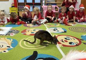 Spotkanie z pademelonem tasmańskim wśród połączonych grup "Żabek" i "Wiewiórek".