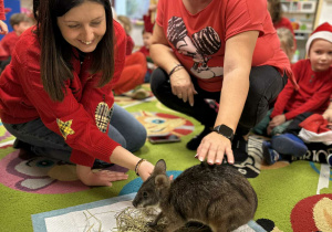 Ciocie Agnieszki z grupy "Motylków" głaskają kangurka.