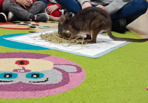 Spotkanie z pademelonem tasmańskim w połączonych grupach młodszych.