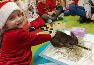 Spotkanie z pademelonem tasmańskim w połączonych grupach młodszych.