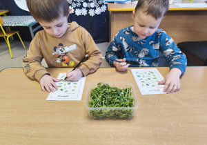 Szukamy listków rukoli na karcie pracy.