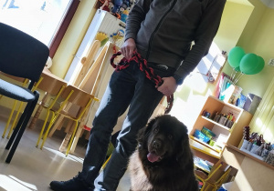 Piesek rasy Nowofundland pod opieką p. Arkadiusza Świątkiewicza.