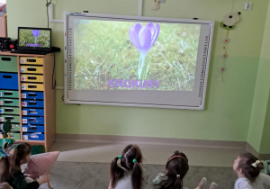 "Żabki" oglądają film edukacyjny o wiośnie na tablicy multimedialnej.