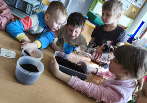 Podlewamy przygotowane w ziemi nasionka owsa odrobiną wody.