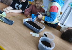 Podlewamy przygotowane w ziemi nasionka owsa odrobiną wody.