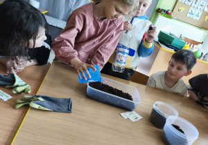 Podlewamy przygotowane w ziemi nasionka owsa odrobiną wody.