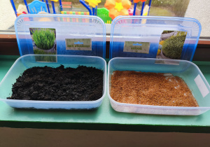 Klasowa uprawa rzeżuchy i owsa na parapecie.