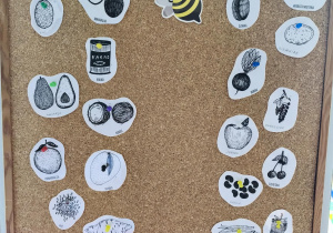 Posegregowane obrazki produktów, przyczepione na tablicy w celu zapamiętania ich pochodzenia.