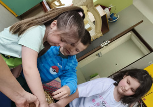 Mieszamy wszystkie nasiona roślin strączkowych na tacy.