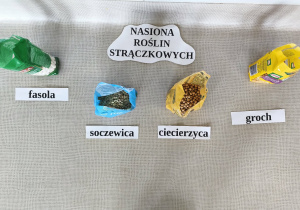Oznaczone przez dzieci nasiona roślin strączkowych.