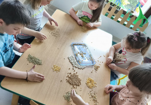 Współpraca w zespole - segregujemy nasiona roślin strączkowych.
