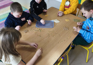 Współpraca w zespole - segregujemy nasiona roślin strączkowych.