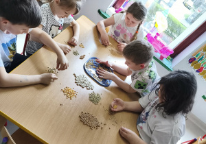 Współpraca w zespole - segregujemy nasiona roślin strączkowych.