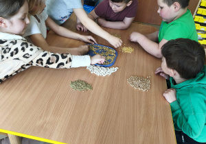 Współpraca w zespole - segregujemy nasiona roślin strączkowych.